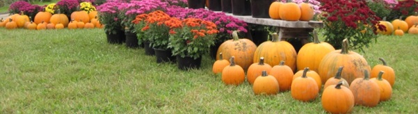 Pumpkin Patch Hunt