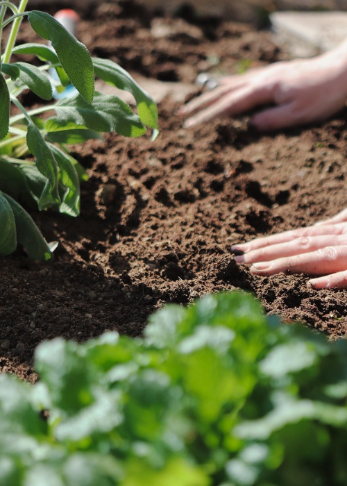 Hands gently pat down dark, rich soil in a garden bed, with vibrant green plants surrounding, conveying a peaceful and nurturing gardening scene.