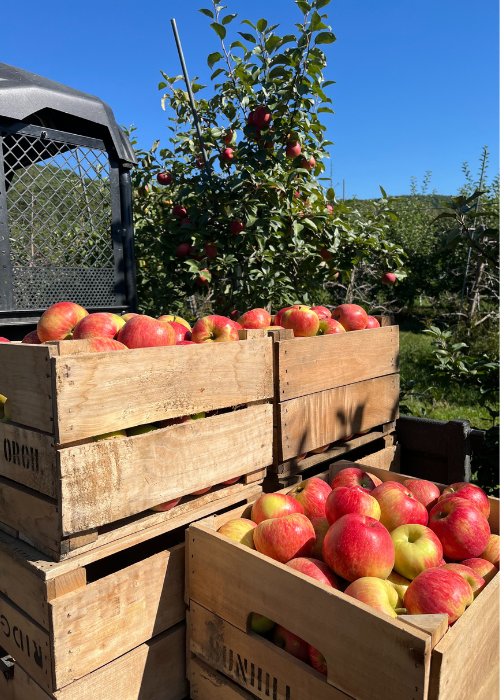 Wooden crates filled with red apples are stacked in a sunlit orchard. Apple trees in the background under a clear blue sky. Rustic, harvest scene.