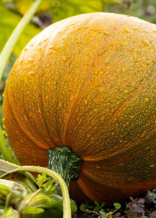 A close-up of an orange pumpkin on the vine, dotted with water droplets and surrounded by green leaves, evokes a fresh, autumnal feel.