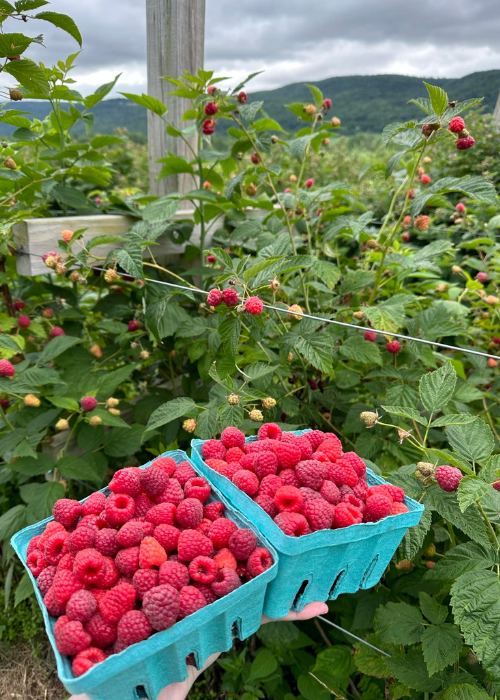 Hands hold two teal baskets overflowing with fresh, ripe raspberries against a lush backdrop of green raspberry bushes under a cloudy sky.