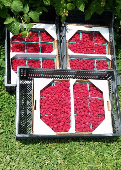 Crates filled with bright red raspberries are placed on lush green grass. Fresh and vibrant berries create a sense of abundance and harvest.