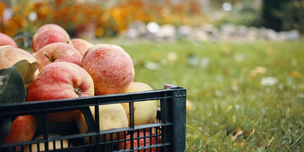 A black crate filled with red apples sits on grass in a garden. The background is blurred with bright orange flowers, creating a calm, autumnal scene.
