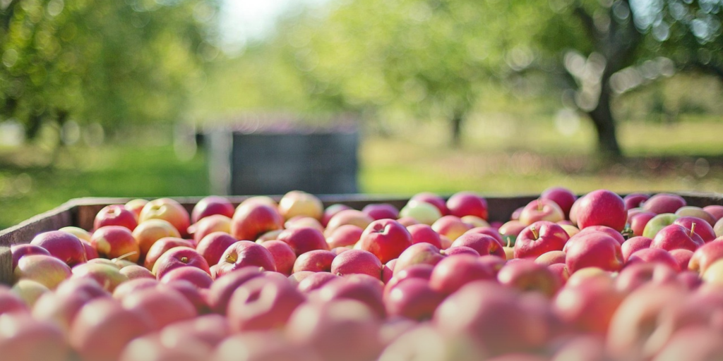 Crate filled with vibrant red apples in a sunny orchard. Blurred green trees in the background convey a fresh harvest atmosphere.